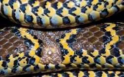 墨西哥黑王蛇苗腹部凹陷怎么回事，蛇苗肚子有口子怎么办？