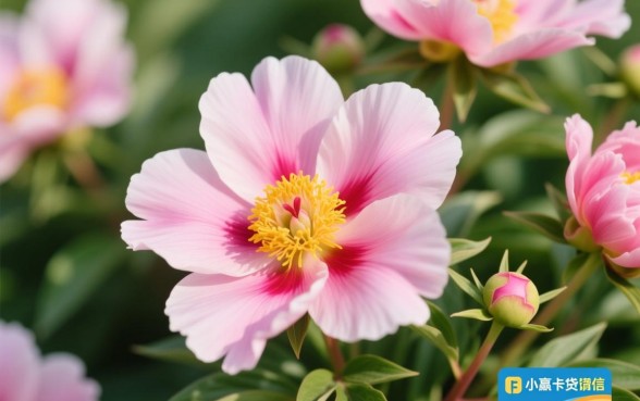 征信花在小赢卡贷申请贷款下款几率高不高，容易通过吗